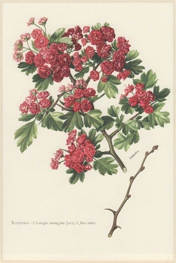 Medicinal Shrubs and Woody Vines: Hawthorn, Crataegus