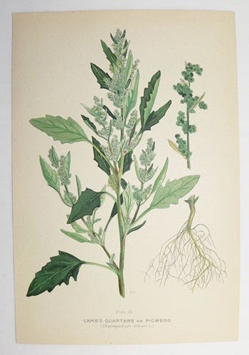 Show 159: Lambs quarters and Pasta e Fagioli