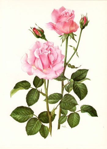 Medicinal Shrubs: Rosa, Rose