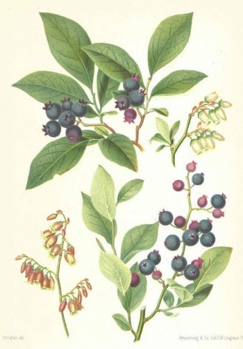 Medicinal Shrubs and Woody Vines: Gaylussacia, Huckleberry and Hydrangea