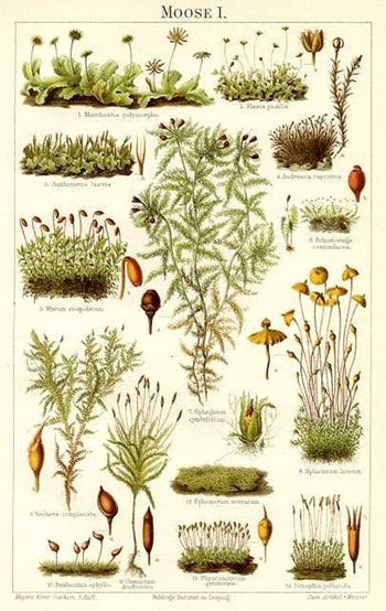 Medicinal Shrubs and Woody Vines: Selaginella, Spikemoss and Spirea, Meadowsweet