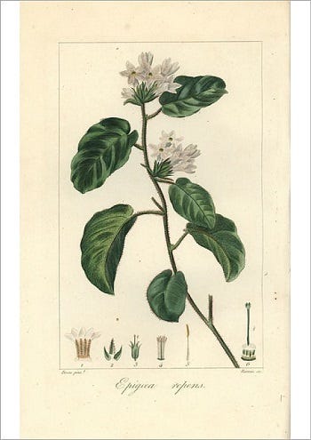 Medicinal Shrubs and Woody Vines: Epigaea