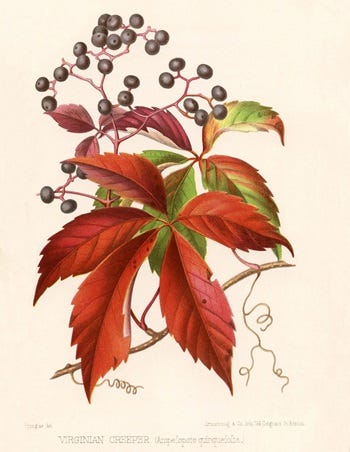 Medicinal Shrubs and Woody Vines: Parthenocissus, Virginia Creeper