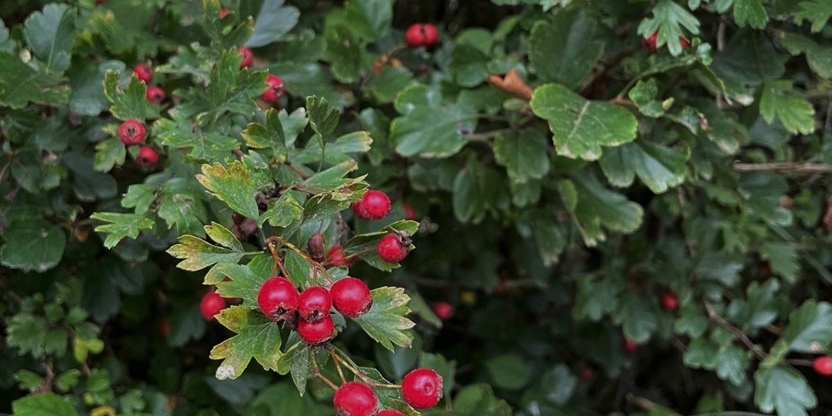 PLANT RITUAL grief in motion and resilience in action