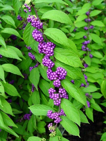 Medicinal Shrubs and Woody Vines: Callicarpa, American Beautyberry