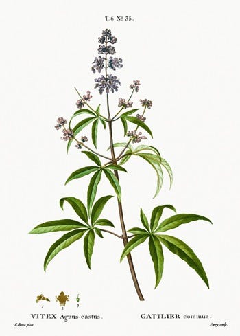 Medicinal Shrubs and Woody Vines: Vitex