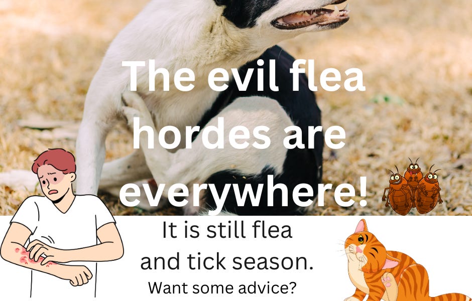 Keep the Fleas and Ticks Away! Part 1 Longterm Prevention