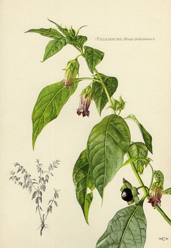 Show 203: Honeysuckle, Horse Radish and Poisonous Nightshades