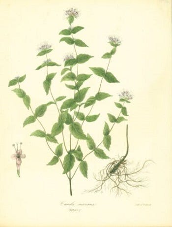 Medicinal Shrubs and Woody Vines: Cunila, Dittany or Stone Mint and Cytisus scoparius, Scotch Broom