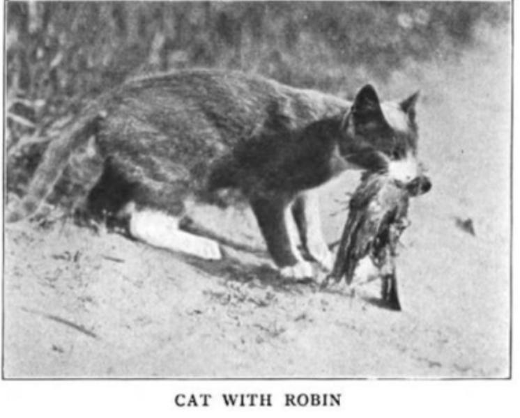 In 1916, a serious debate about cats was consuming the country’s attention. Conservationists blamed cats for being the greatest threat to the countr