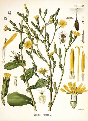 Show 180: Burdock, Haluski, Wire Grass, Lespedeza and Wild Lettuce
