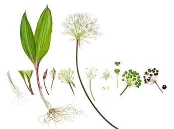 Show 222: Ramps and Beauty Berry