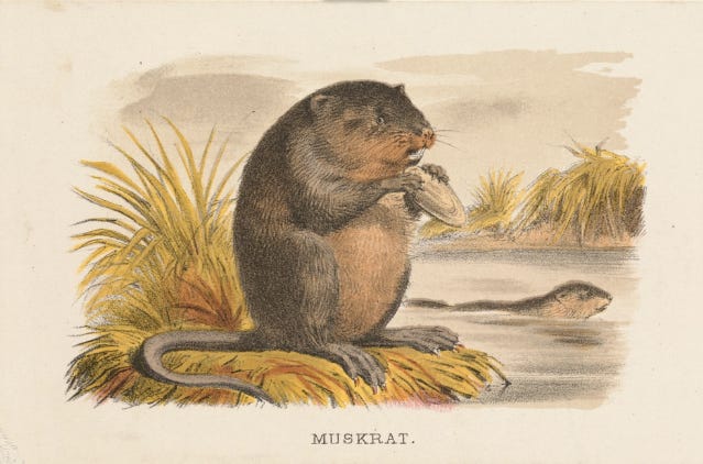 Canadians Seek To Wash Hands of Weird Musk Canadians Seek To Wash Hands of Weird Musk