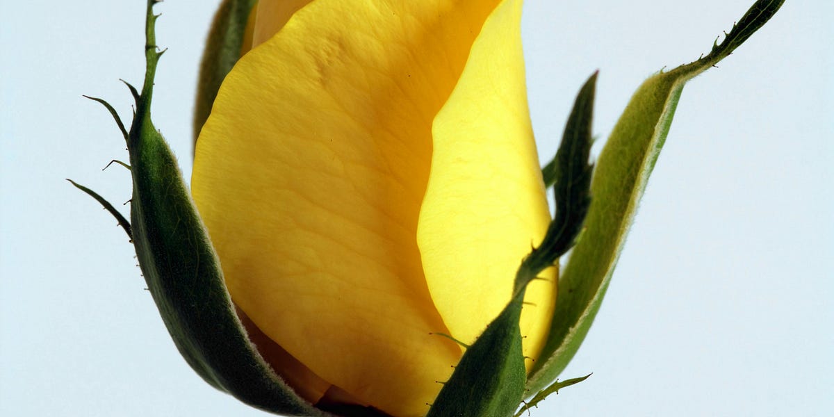The Rose, The Bud and the Thorn: A way to review your days