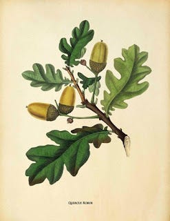 Medicinal Shrubs and Woody Vines: Quercus, Oak