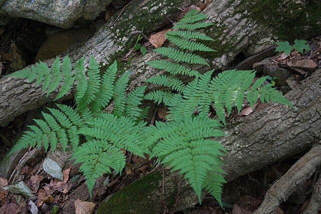 Medicinal Ferns and Fern Allies: Dryiopteris carthusiana, Buckler Fern or Shield Fern and Dryopteris crassirhizoma, Crown Wood Fern
