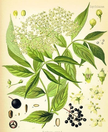 Medicinal Shrubs and Woody Vines: Sambucus, Elderberry