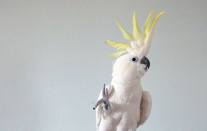 Musicality in Animals