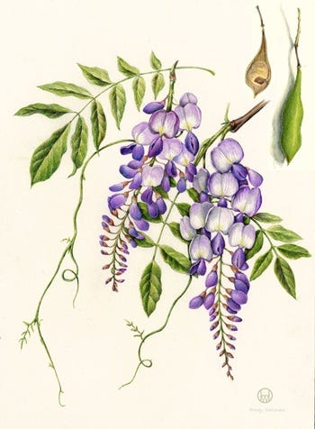 Medicinal Shrubs and Woody Vines: Wisteria and Mistletoe