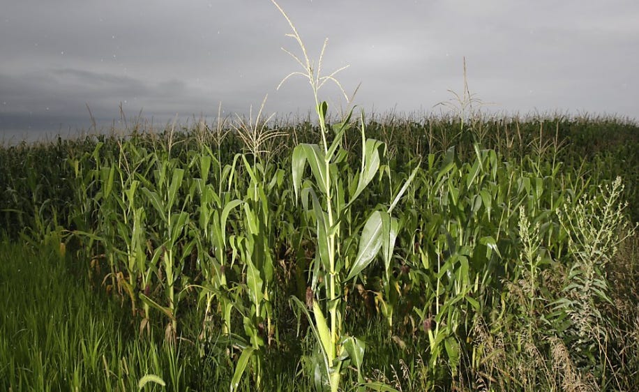 southdakotavoices.substack.com