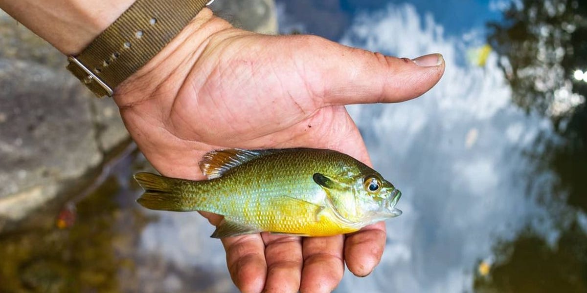Follow the leader by R.L. Kramer Hocus Focus