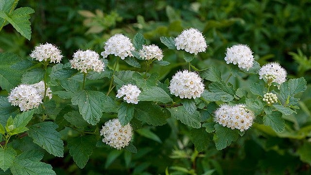 Medicinal Shrubs and Woody Vines: Physocarpus opulifolius, Eastern Ninebark, Prunus pumila, Appalachian Sandcherry and Pseudosasa japonica, Arrow Bamboo