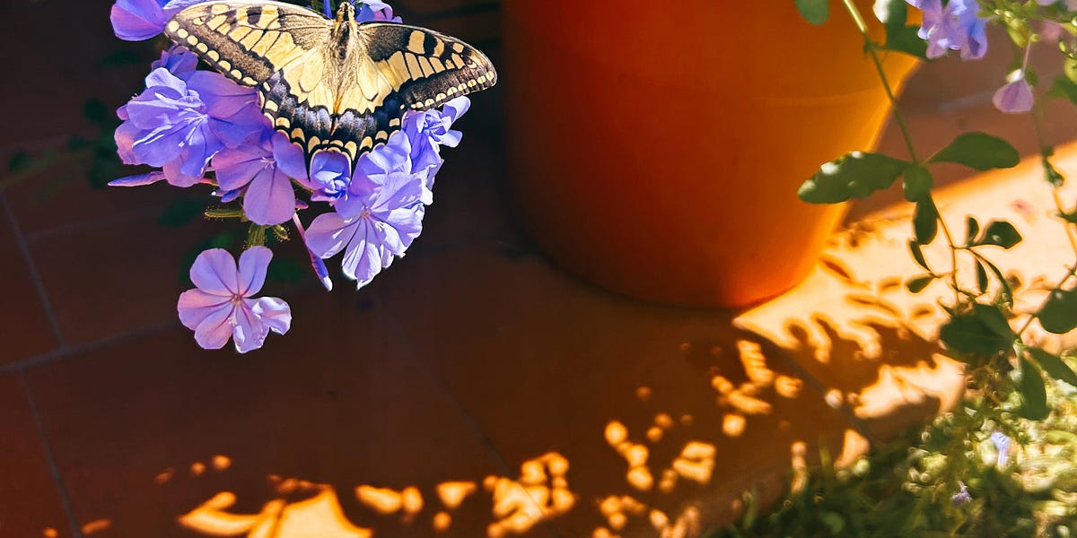 The Weight of Small Things Charlotte Thornton