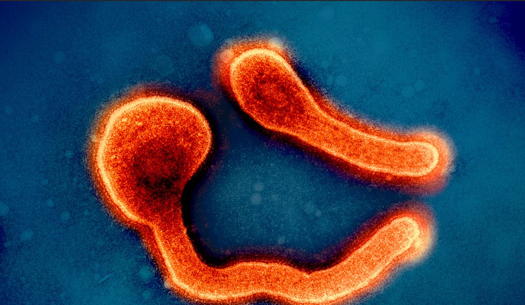 Marburg Virus in Rwanda by Sandy W. Lawrence