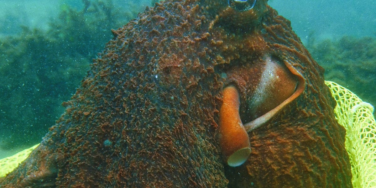 Essence of Bellingham Best of Underwater Photography