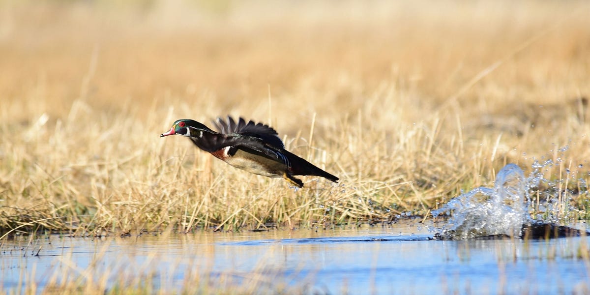 Hey, Any Good Environmental News Lately? There IS?