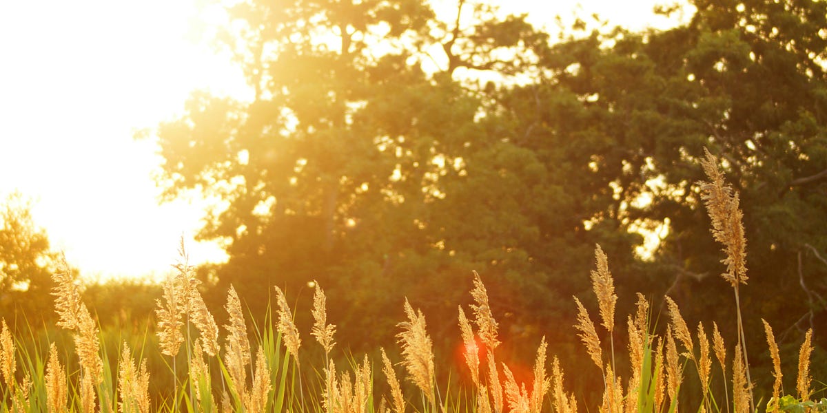 Friday Thread Ask Me Anything by Terrell Johnson