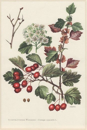 Show 232: Hawthorn, Trailing Arbutus and Twisted Stalk