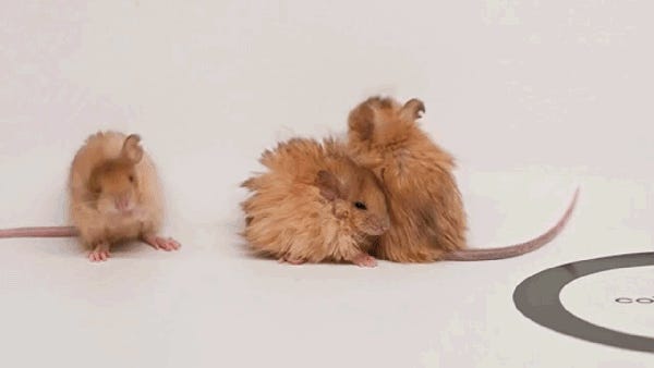 Time To Defund Your Public School! Tabs, Thurs., March 13, 2025