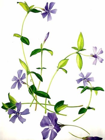 Medicinal Shrubs and Woody Vines: Vinca, Periwinkle