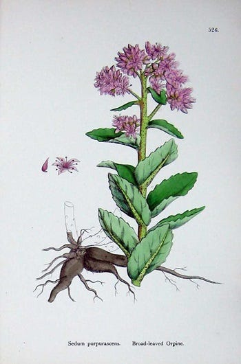 Show 216: Orpine and Cocklebur