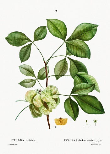 Medicinal Trees: Ptelea, Hoptree and Pyrus, Pear