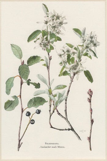 Medicinal Shrubs and Woody Vines: Amelanchier, Serviceberry