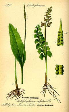 Medicinal Ferns and Fern Allies: Botrychium lunaria, Moonwort