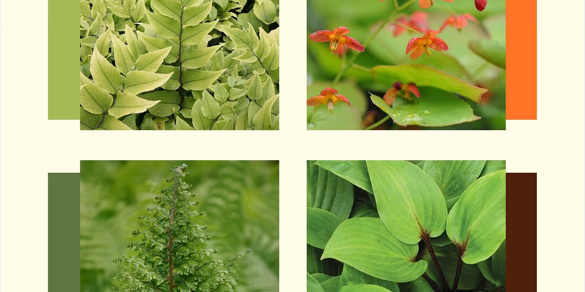 Plant Partners The Real Slim Shady by Emma