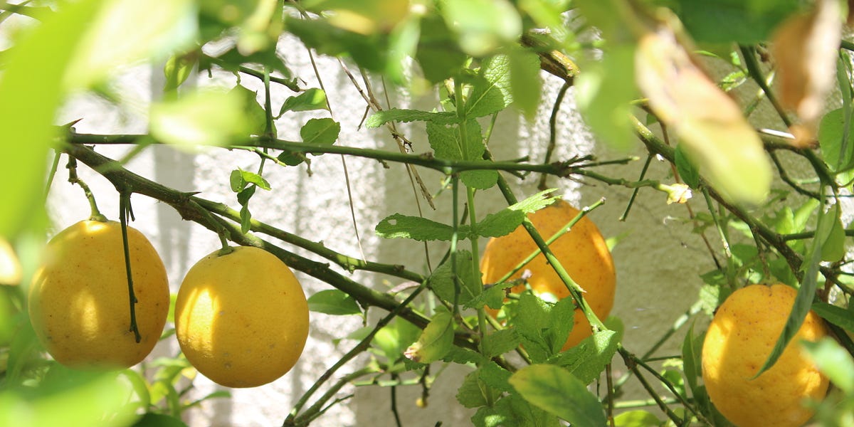 Permanent Resident of Friendship Heights