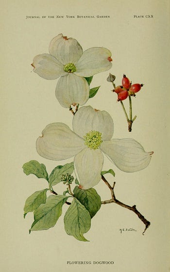 Medicinal Shrubs and Woody Vines: Dogwood (cornus)