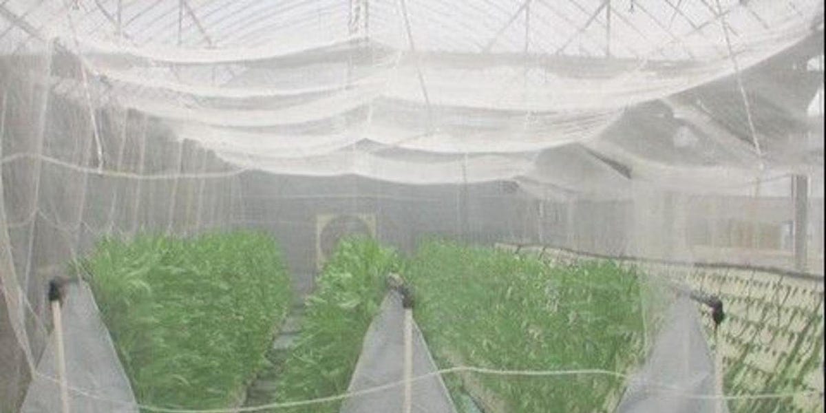 What is The Use of Insect Nets in Agriculture?
