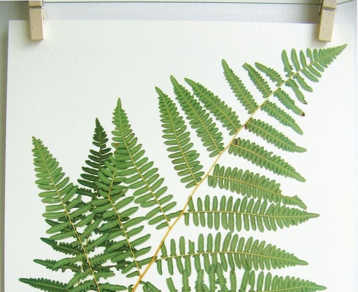 Medicinal Ferns and Fern Allies: Pteridium aquilinum, Brake or Bracken