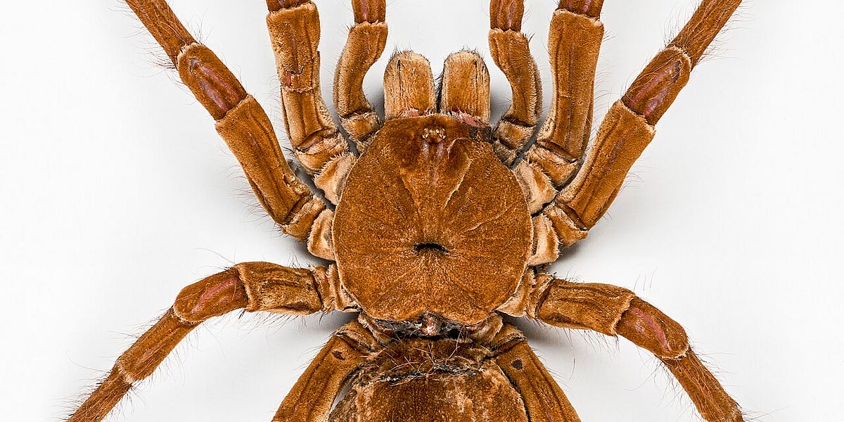 Silk Route can spiders provide the biomaterial of the future?