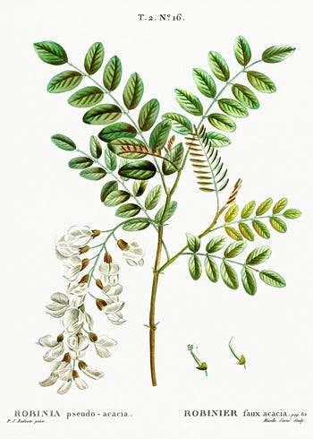 Show 172: Black Locust and Spurge