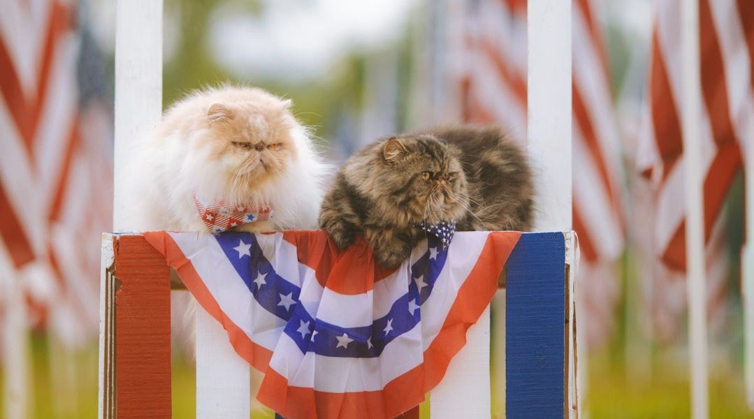 Democrats Voted For A Republican, So Primary Was ‘Stolen’