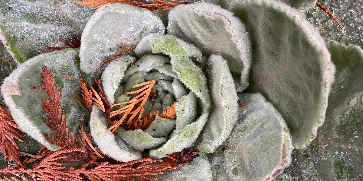 Herbs for Cough by kerimae Benevolent Healer 🌿