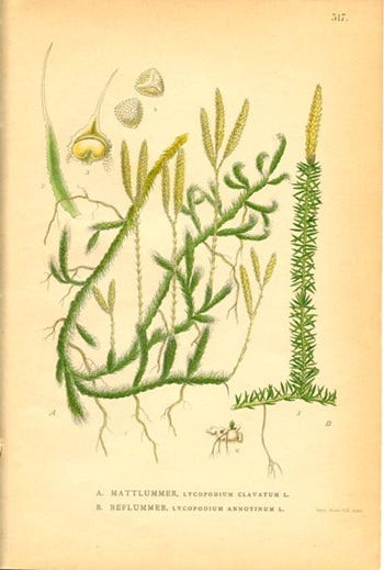 Medicinal Shrubs and woody Vines: Lycopodium, Club Moss