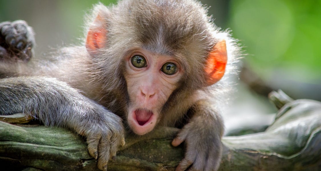 Nuremberg-Tier Criminality? Researchers Discover Monkey Virus SV40 Fragments in COVID Shots