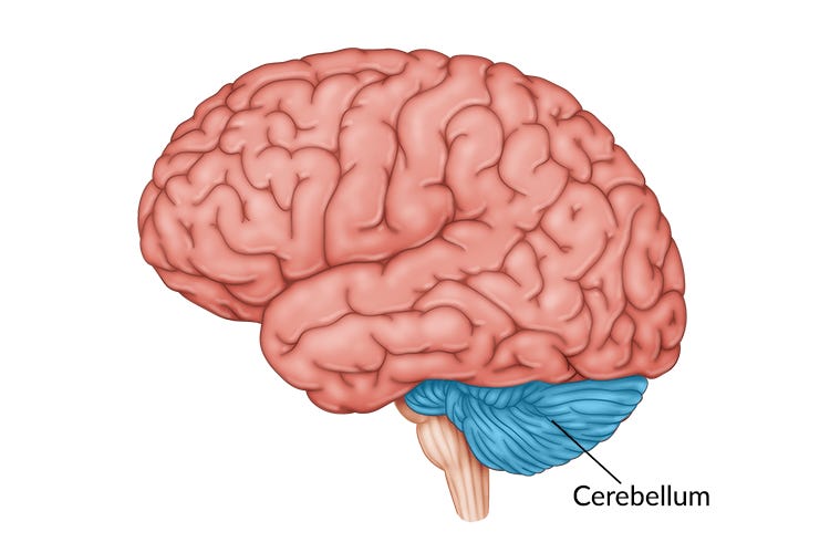 What does the Cerebellum Do Anyway? thumbnail